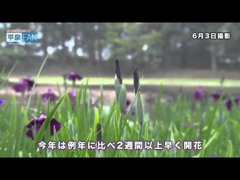 【世界遺産平泉】NEWS#14 毛越寺あやめまつり開幕_H27.6.20up