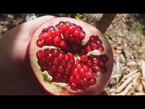 Why Should YOU Grow A Pomegranate Tree In Your Garden? (11 Year Growth Update)