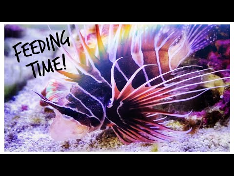 We Feed our Snowflake Eel and Radiata Lionfish - Gordon’s Red Sea Predator Tank Update