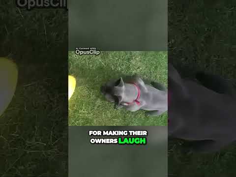 Hilarious Frenchie vs  Obedient Boston Terrier  #frenchbulldog  #bostonterrier  #dogvsdog