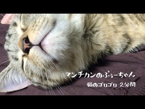 【ゴロゴロ喉の子猫】