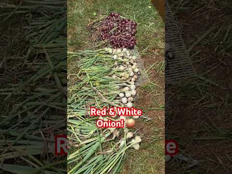 Harvest Today.. Red and White Onion! 🧅😮 #onion #organic #gardening