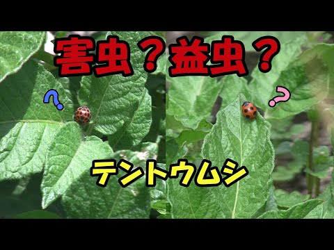 【害虫？益虫？】テントウムシ（テントウムシダマシとナナホシテントウ）