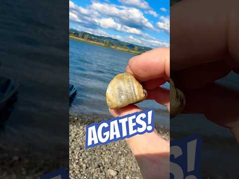 Rockhounding on the Columbia River #agates #shorts