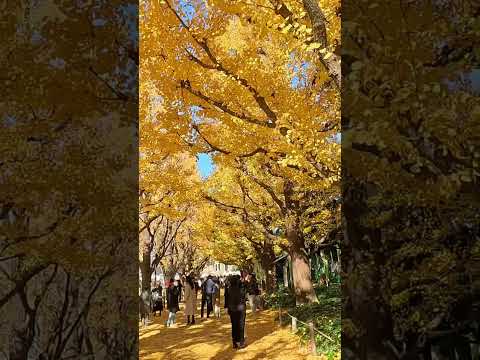 Winter day in Tokyo（Gaien Ginkgo Avenue）東京での冬の一日（外苑いちょう並木） #japan #travel #trip #beautiful #fun