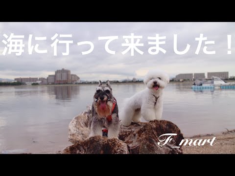 海に行って来ました！　-ビションフリーゼ犬-