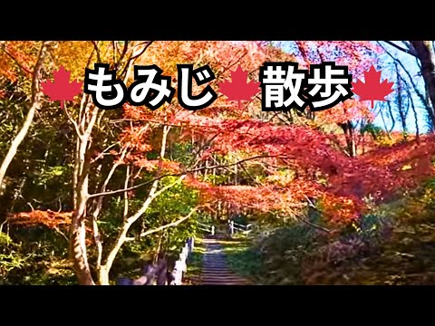 湖の綺麗なもみじ風景🍁ライブ配信中！