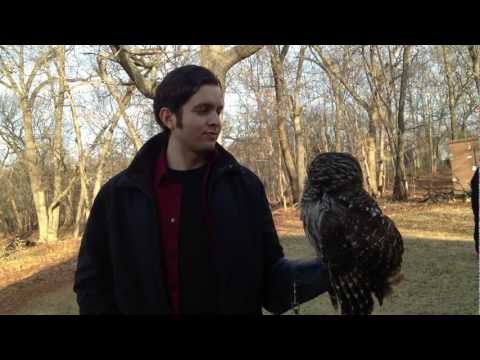 Barred owl rotation 1