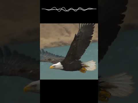 Eagle flying in slow motion | Birds