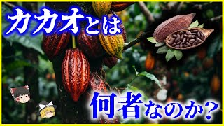 【ゆっくり解説】神の食物と呼ばれた…「カカオ（チョコレート）」とは何者なのか？を解説/ココアとの違いは？砂糖との運命的な出会い…カカオの歴史とチョコレートの4大革命