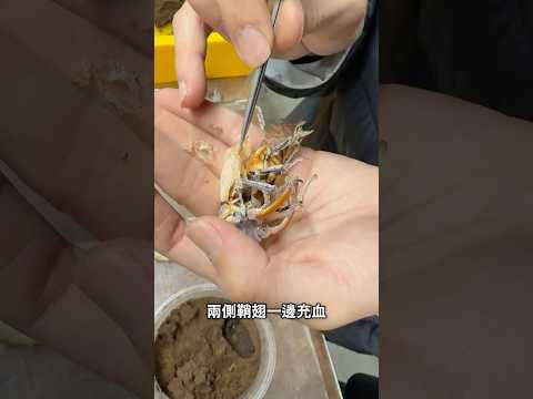 即刻救援！拯救羽化失敗的台灣深山鍬形蟲！鬼門關前走一遭#rescue #甲蟲 #鍬形蟲 #羽化 #救援