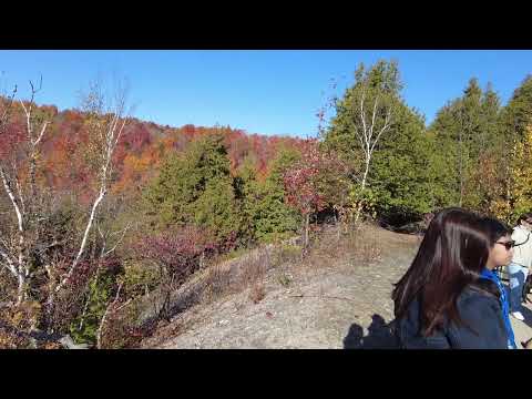 Fall Colours at Devil's Glen Provincial Park #fallcolours #autumn #ontariofall #fallseason #shorts