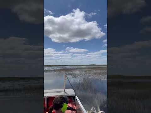 Over an hour airboat ride in south Florida for $20! #florida #airboat #everglades #affordable #fun