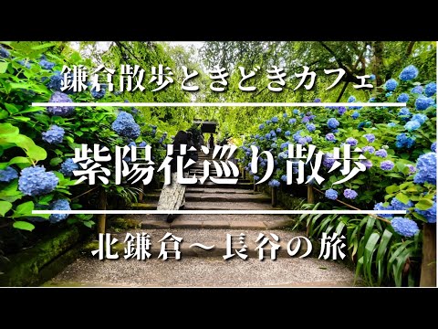 鎌倉　紫陽花巡り2021