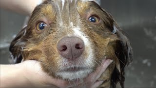 Beauty transformation ADORABLE Australian Shepherd