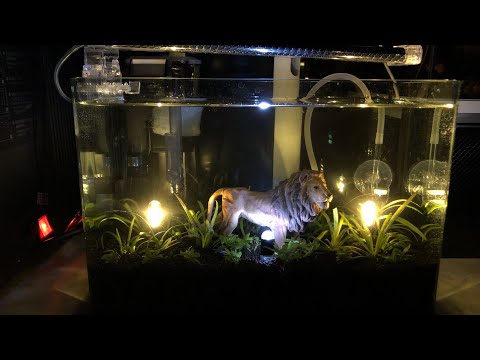 Betta fish Thailand Aquarium Nano LED under water.