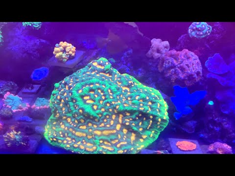 Sneak Peak at two Reefstock Coral Vendors - Aqua Culture & MC Aquatics