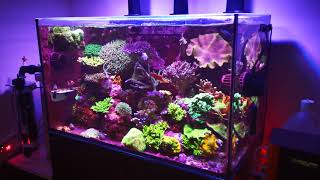 #BRStvReacts Redsea Reefer 250 SPS Tank Update, Deltec Twin Tech Calcium Reactor added