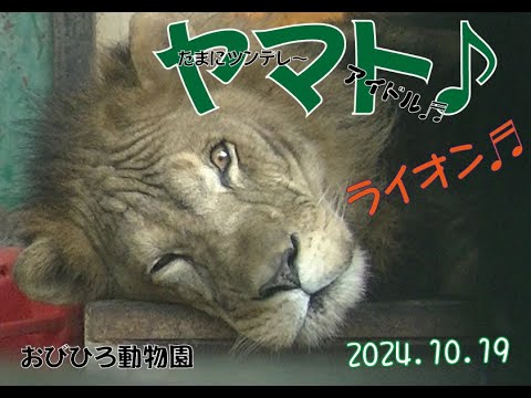 おびひろ動物園　雨の日は眠いヤマト♬ごゆっくりどうぞ♪2024年10月19日♬