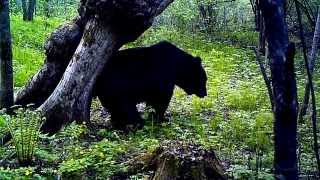 Brown bear (Sikhote-Alin, Russia)  is marking the tree