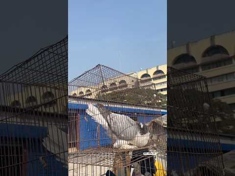 sher ka baap बब्बर शेर 🕊️😲 || #pigeon #lahore #shirazi #kabootar #status #trending #viral #shorts