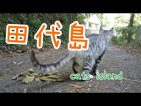 上の兄ちゃんの￼所はビビリが多いThere are a lot of scaredy kids at my older brother's place.　【田代島】【２０２４秋】【猫島巡り】