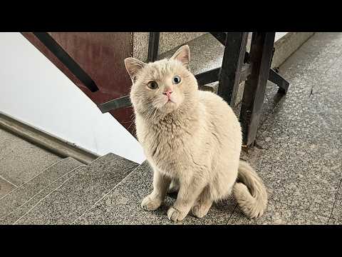 beautiful stray cat politely knocked for food, earning trust, and finally became part of the family.