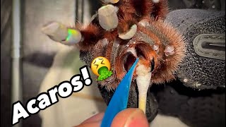 Tarantula con acaros tratamiento parte 1 #tarantula #tarantulakeeper #tarantulalove