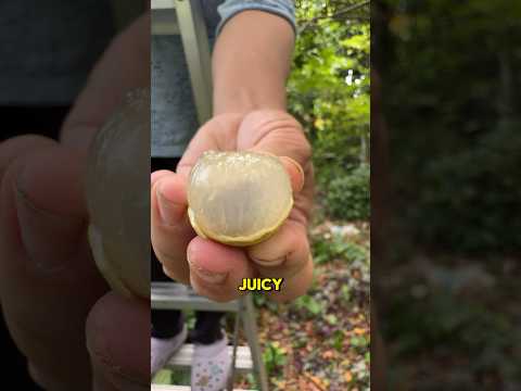 Check out these juicy longan that we harvested from the garden! #longan #harvest #garden