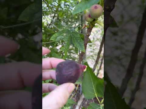 My favorite fig tree Arizona zone 9b