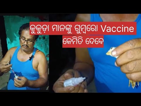 କୁକୁଡ଼ା ମାନଙ୍କୁ ଗୁମ୍ବରୋ vaccine କେମିତି ଦେବେ@basanta_sir_kitchengarden#youtube#viral