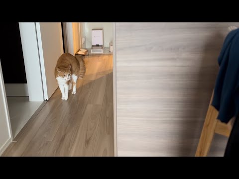 トイレハイでアホが輝く猫-zoomies cat-