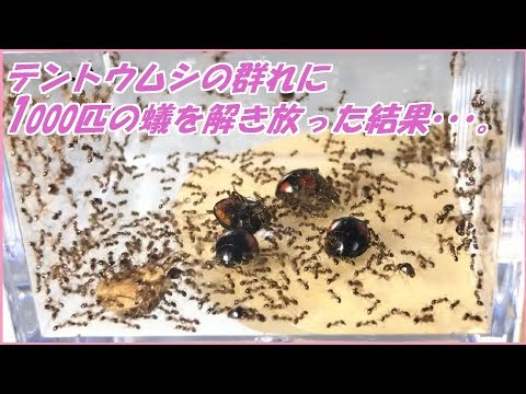 蟻戦争Ⅲ＃137 テントウムシの群れにアリを解き放ったら凄まじい戦いになった。編～Ants vs Ladybugs ～