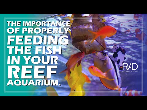 THE IMPORTANCE OF PROPERLY FEEDING THE FISH IN YOUR REEF AQUARIUM. BY REEF AQUARIA DESIGN.