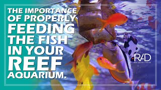 THE IMPORTANCE OF PROPERLY FEEDING THE FISH IN YOUR REEF AQUARIUM. BY REEF AQUARIA DESIGN.