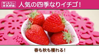 サントリー本気野菜 四季なりイチゴ 商品紹介 32秒