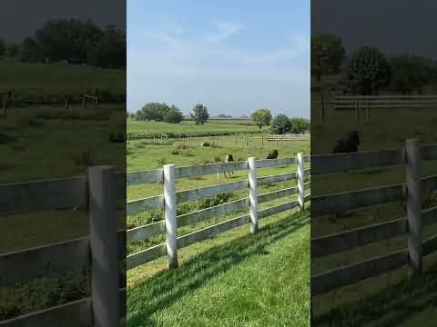 Running wild at an Amish farm #ponies #horses #farmtour #lancasterpa #shorts #oldwindmillfarm