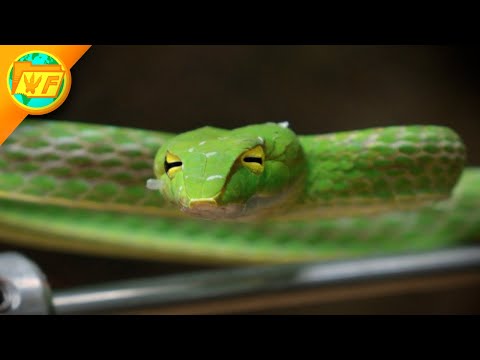 This Snake's WEIRD EYES Give it the BEST Vision