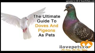 The Ultimate Guide To Doves And Pigeons As Pets