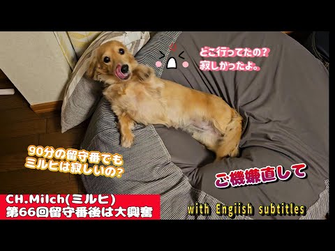 第66回留守番後は大興奮   Milch was overjoyed when her family returned home. With English subtitles.