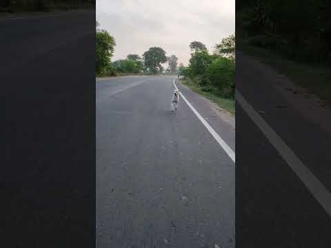 ( Cute street dog )                          (Hare Krishna Hari Bol)