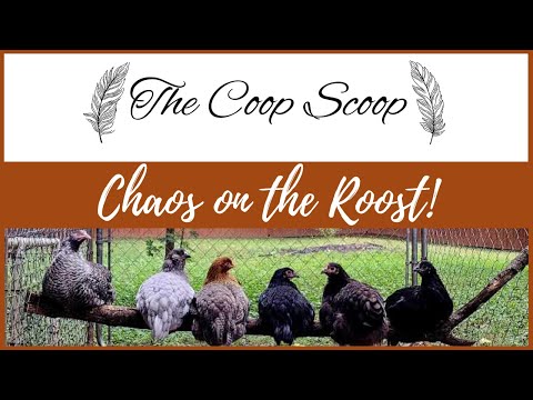 Chaos on the Roost