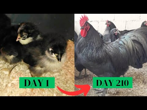 Birds Grow Up Fast growing Black Australorp Chickens and Roosters || Chicks Growth Video