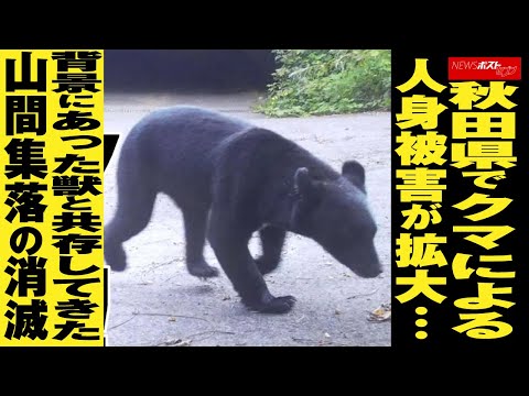 秋田県 で クマ による人身 被害 が拡大…背景にあった獣と共存してきた山間集落の消滅 NEWSポストセブン