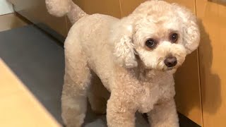 納得がいかない大きいトイプードル【デカプー】【トイプードルのロアくん】【toy poodle】