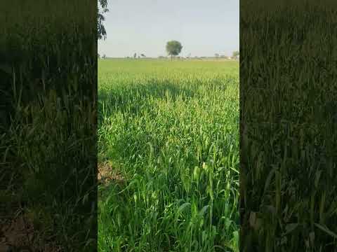 Wheat 🌾 Sindh #sindh #wheat #crop