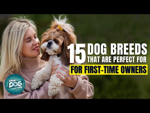 15 Best Dogs for First Time Owners