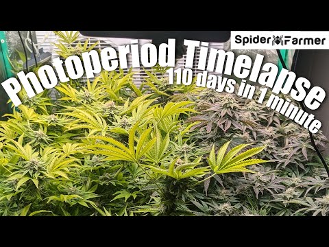 Timelapse - Clone to Harvest - Photoperiod Plants- Spiderfarmer SE3000 with supplemental Lighting