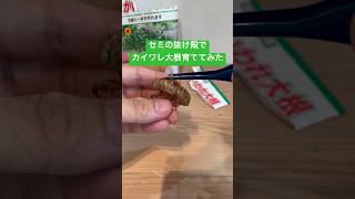 セミの抜け殻でかいわれ大根育ててみた #shorts #おもしろ動画 #funnyvideo #やってみた