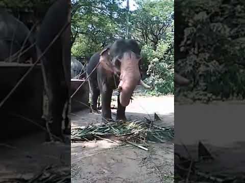 ,யானை elephant wild life sanctuary கேரளா